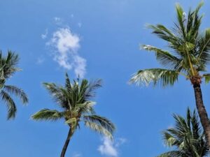 Harga TBS Sawit Petani Plasma Riau Naik, Usia Tanaman 9 Tahun Catat Nilai Tertinggi