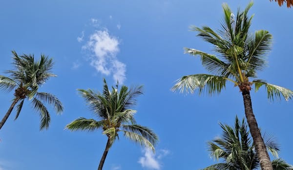 Harga TBS Sawit Petani Plasma Riau Naik, Usia Tanaman 9 Tahun Catat Nilai Tertinggi